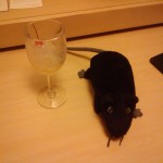Ratty Rat